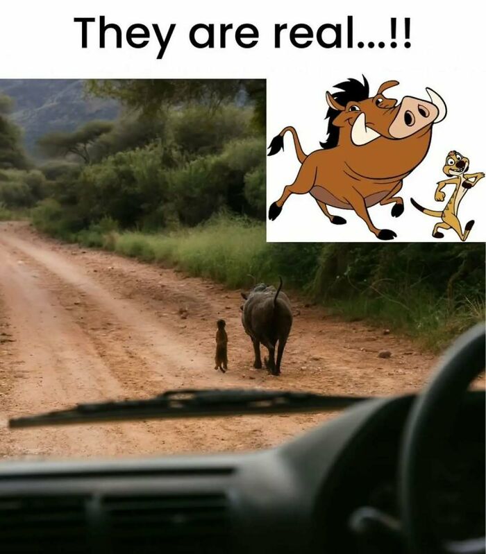 These Animal Memes Are So Funny You'll Forget Your Problems