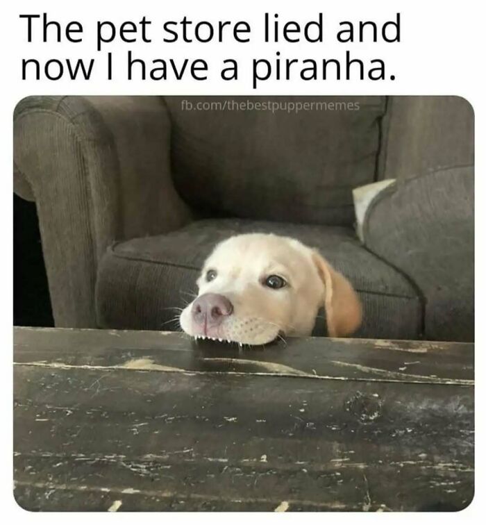 These Animal Memes Are So Funny You'll Forget Your Problems
