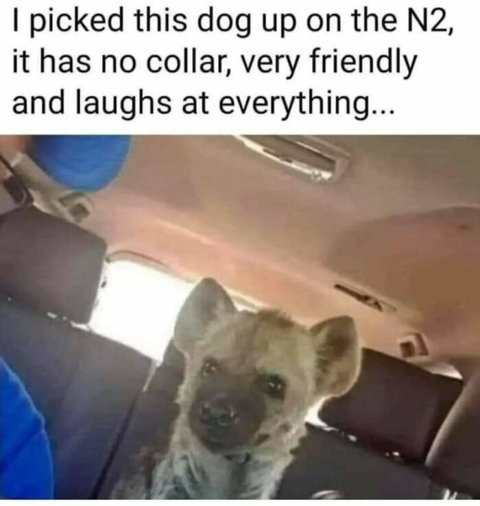 These Animal Memes Are So Funny You'll Forget Your Problems