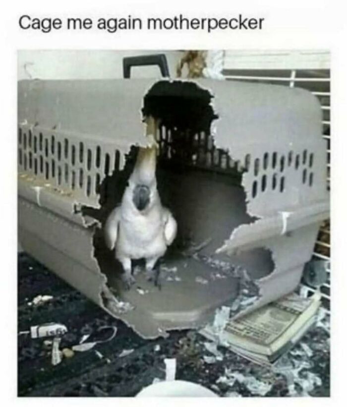 These Animal Memes Are So Funny You'll Forget Your Problems