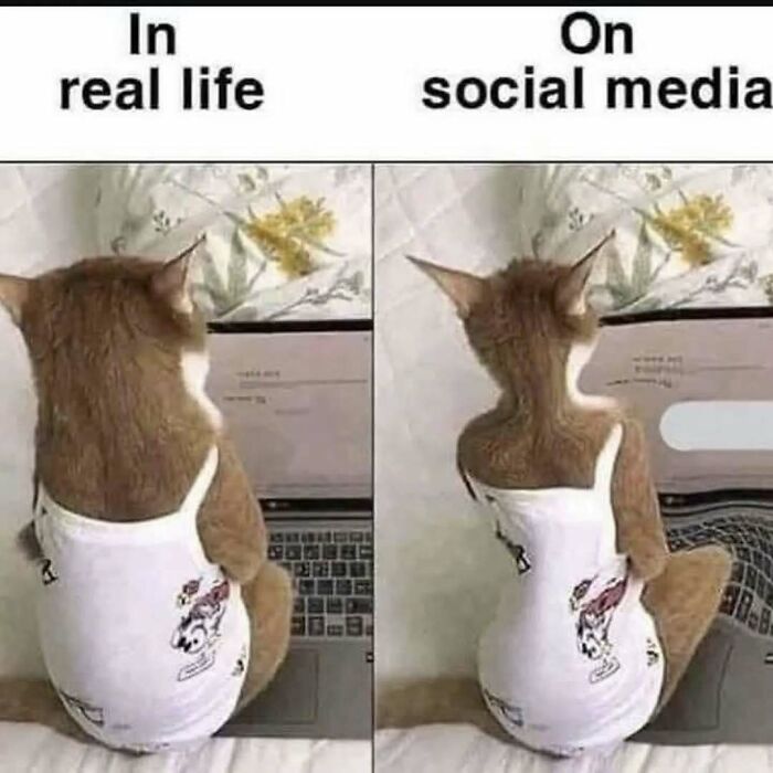 These Animal Memes Are So Funny You'll Forget Your Problems