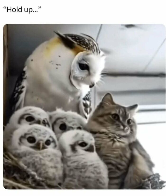 These Animal Memes Are So Funny You'll Forget Your Problems