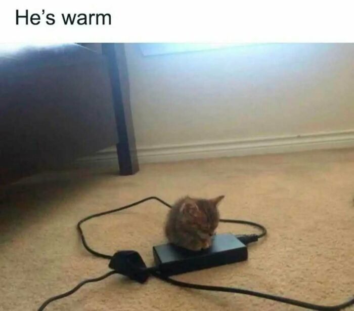 These Animal Memes Are So Funny You'll Forget Your Problems