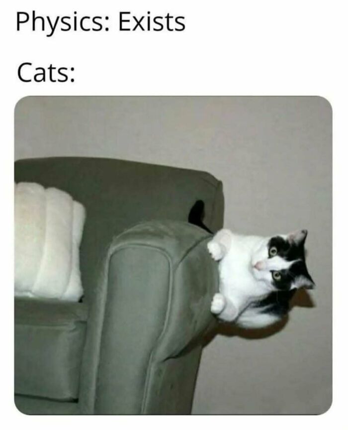 These Animal Memes Are So Funny You'll Forget Your Problems