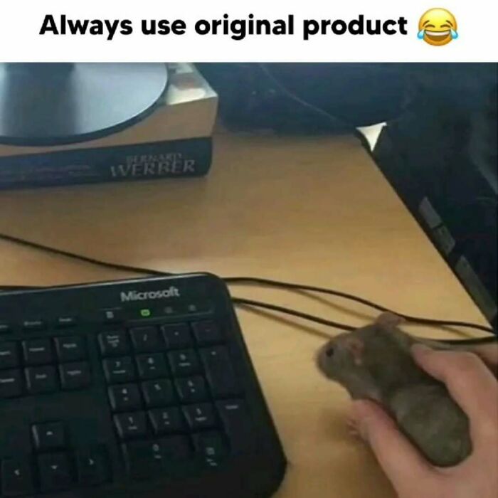 These Animal Memes Are So Funny You'll Forget Your Problems