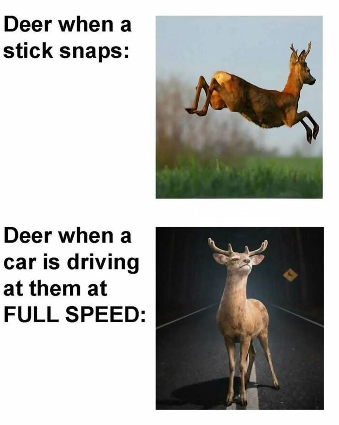 These Animal Memes Are So Funny You'll Forget Your Problems