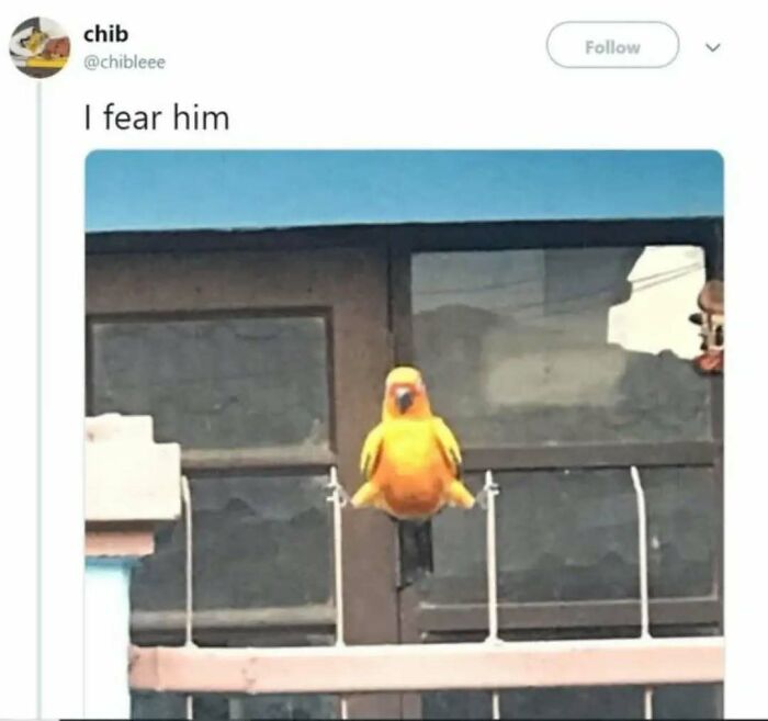 These Animal Memes Are So Funny You'll Forget Your Problems