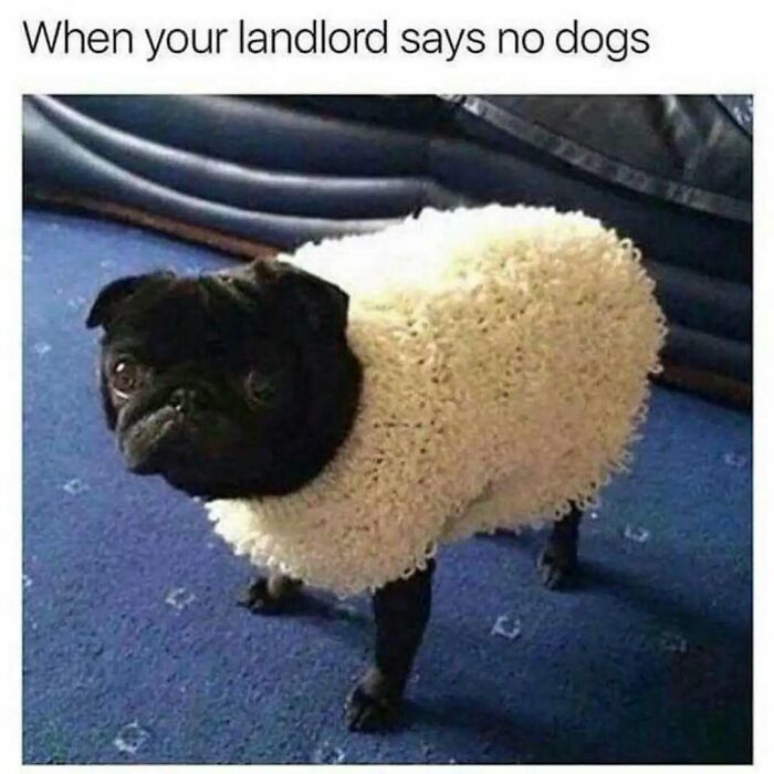 These Animal Memes Are So Funny You'll Forget Your Problems