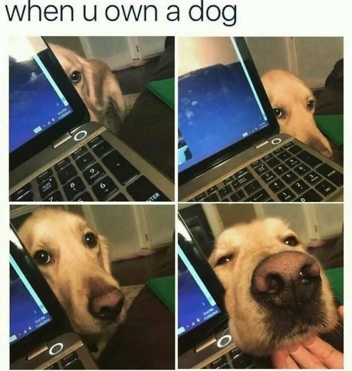 These Animal Memes Are So Funny You'll Forget Your Problems