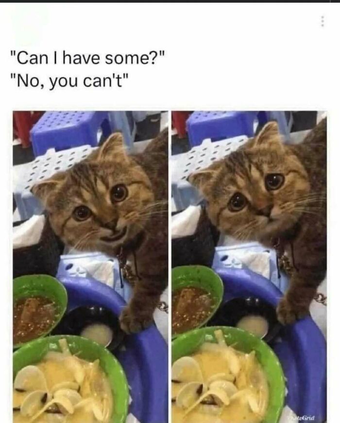 These Animal Memes Are So Funny You'll Forget Your Problems
