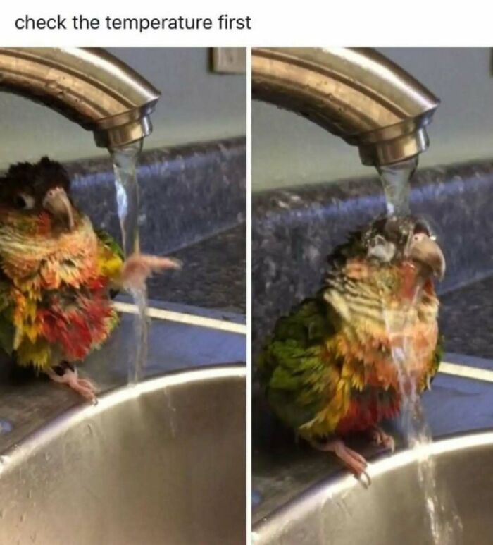 These Animal Memes Are So Funny You'll Forget Your Problems