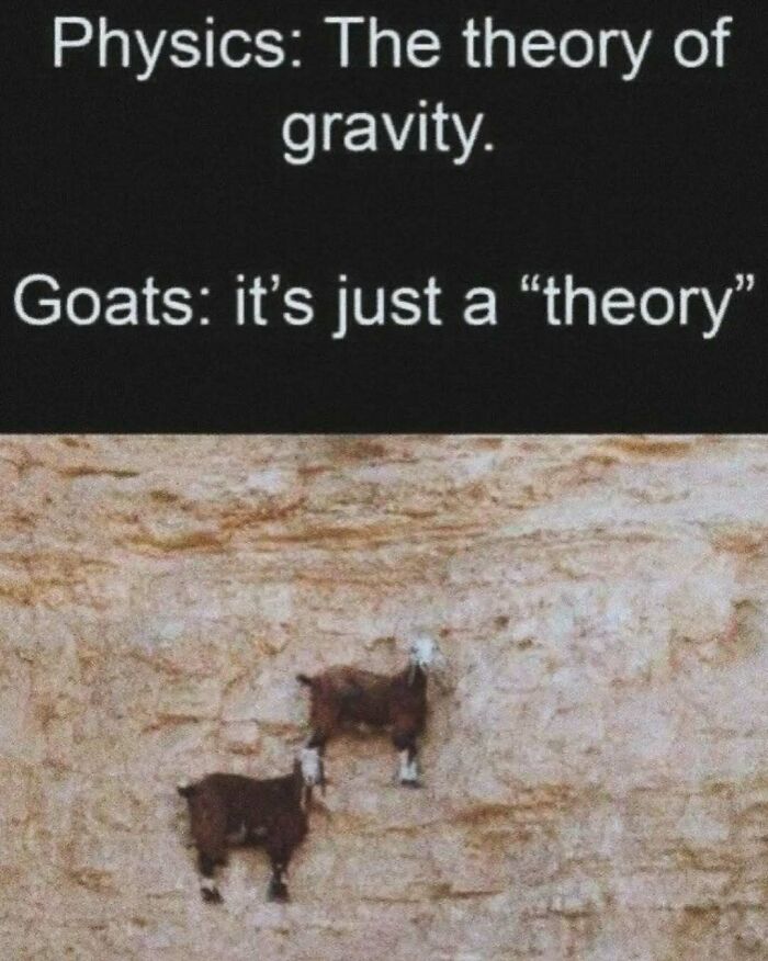 These Animal Memes Are So Funny You'll Forget Your Problems