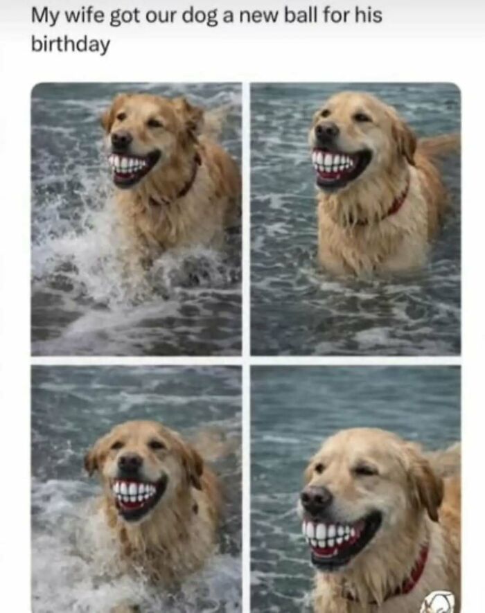 These Animal Memes Are So Funny You'll Forget Your Problems