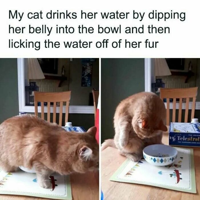 These Animal Memes Are So Funny You'll Forget Your Problems