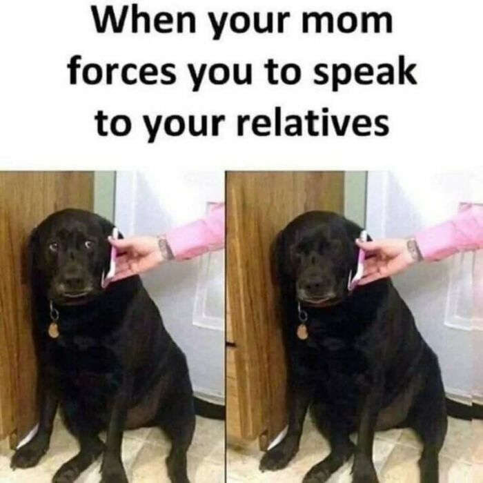 These Animal Memes Are So Funny You'll Forget Your Problems