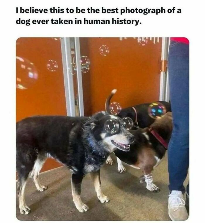 These Animal Memes Are So Funny You'll Forget Your Problems