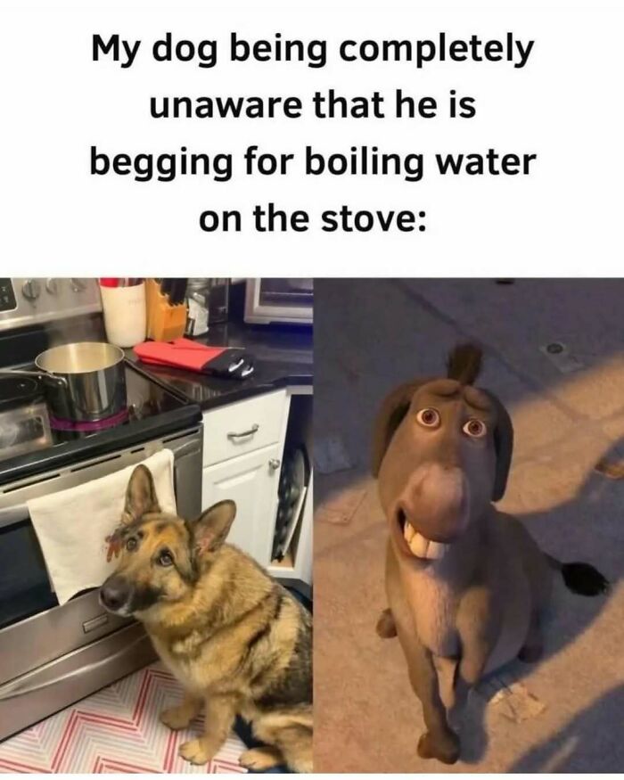 These Animal Memes Are So Funny You'll Forget Your Problems