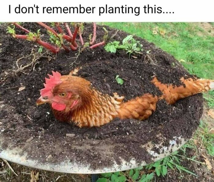 These Animal Memes Are So Funny You'll Forget Your Problems