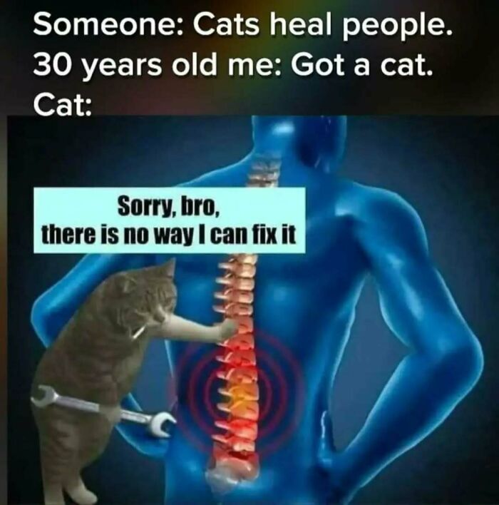 These Animal Memes Are So Funny You'll Forget Your Problems