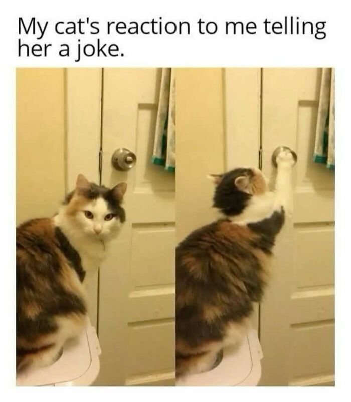 These Animal Memes Are So Funny You'll Forget Your Problems