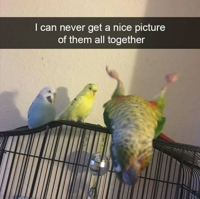 These Animal Memes Are So Funny You'll Forget Your Problems