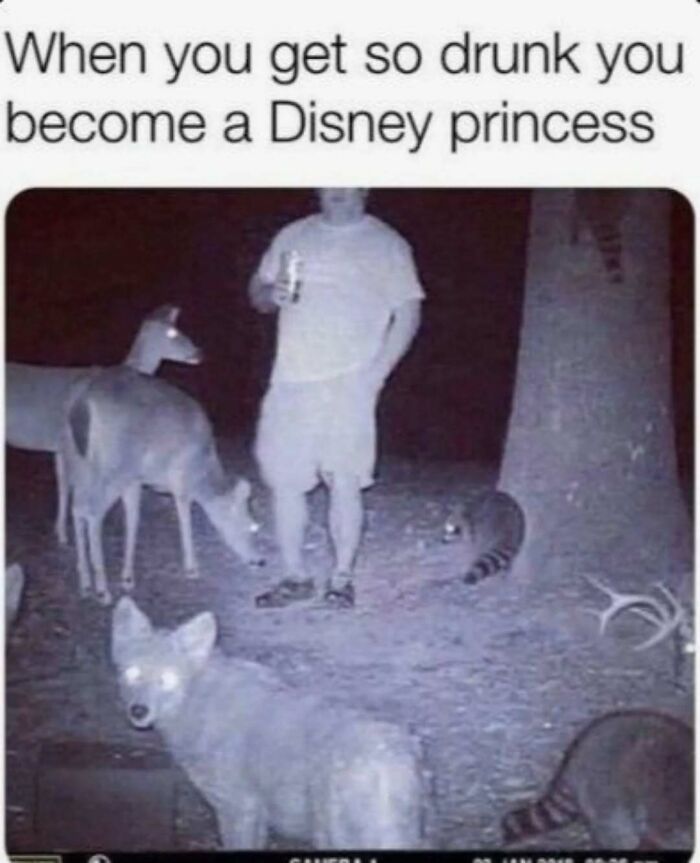 These Animal Memes Are So Funny You'll Forget Your Problems