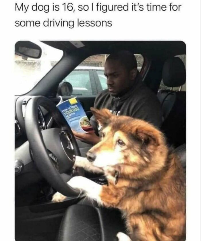 These Animal Memes Are So Funny You'll Forget Your Problems