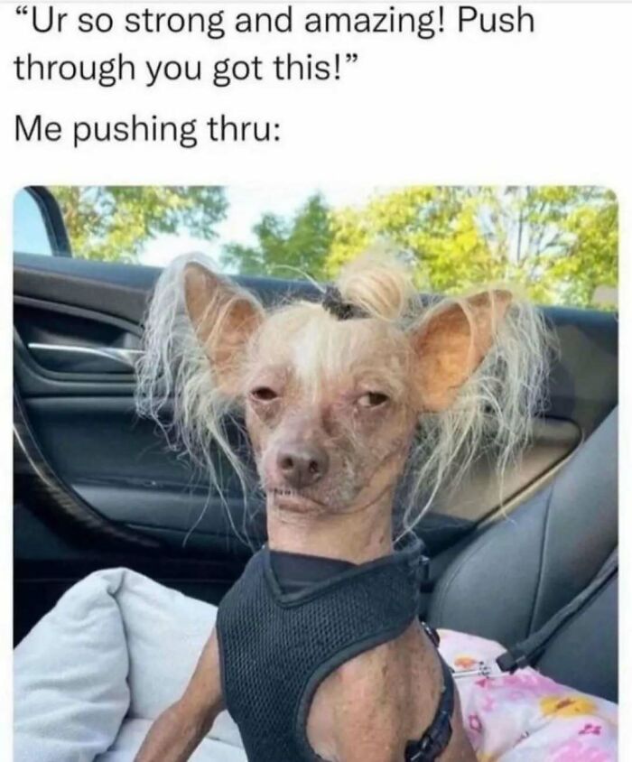 These Animal Memes Are So Funny You'll Forget Your Problems
