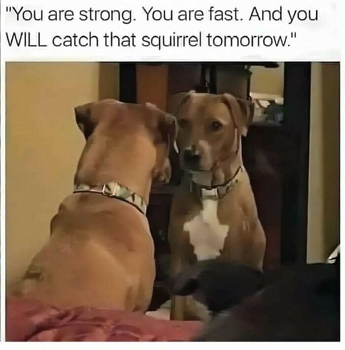 These Animal Memes Are So Funny You'll Forget Your Problems