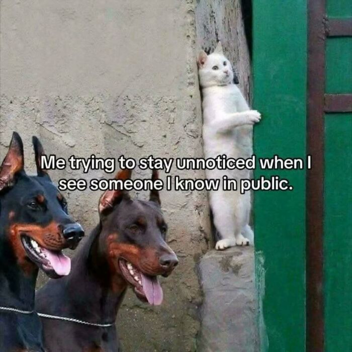 These Animal Memes Are So Funny You'll Forget Your Problems
