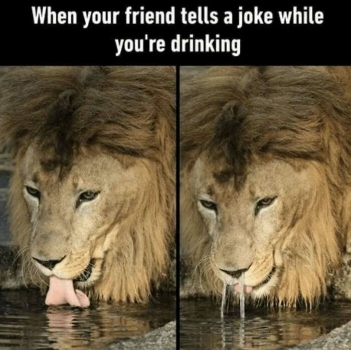 These Animal Memes Are So Funny You'll Forget Your Problems