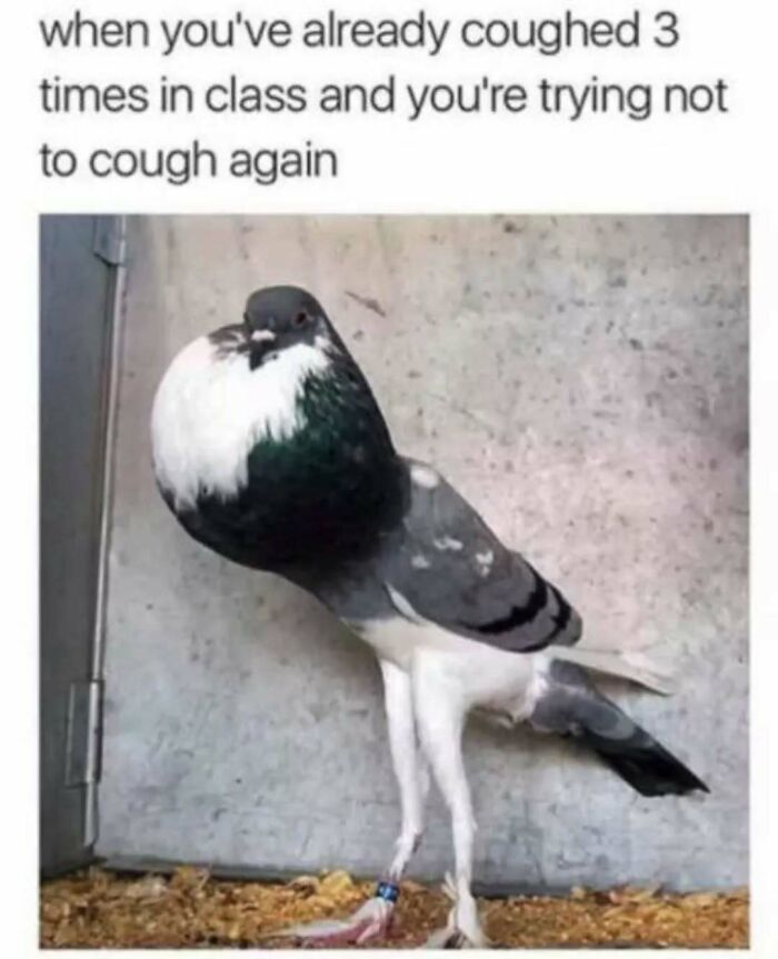 These Animal Memes Are So Funny You'll Forget Your Problems