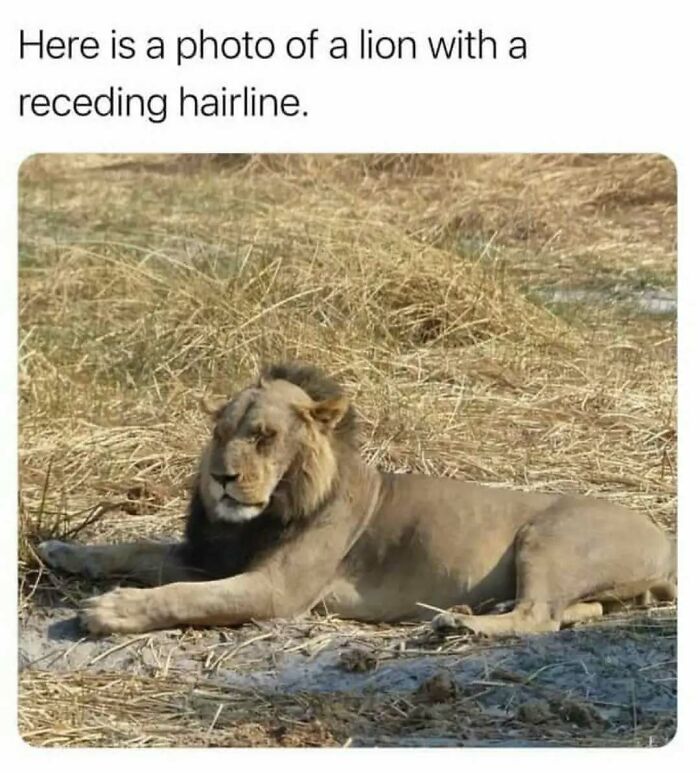 These Animal Memes Are So Funny You'll Forget Your Problems