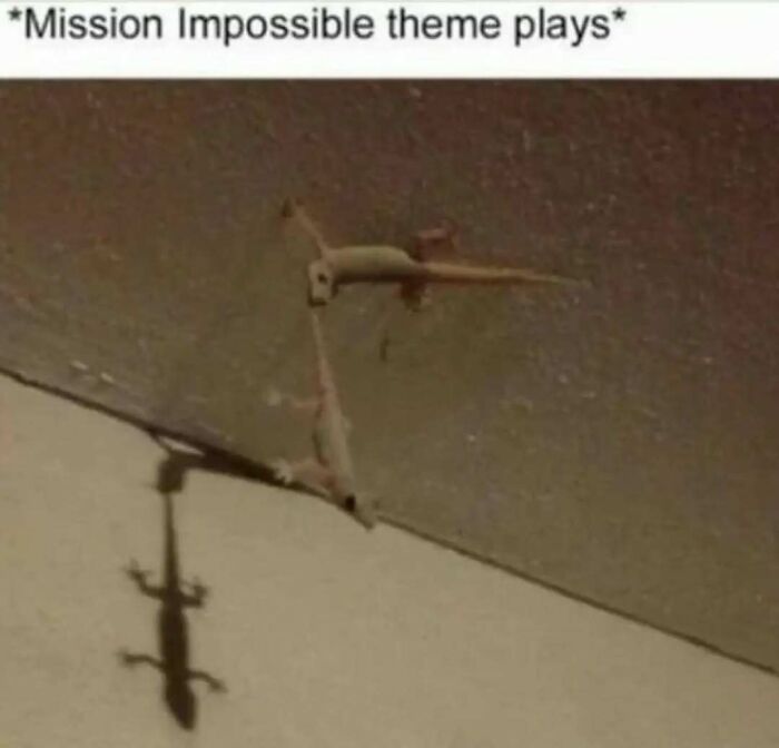 These Animal Memes Are So Funny You'll Forget Your Problems
