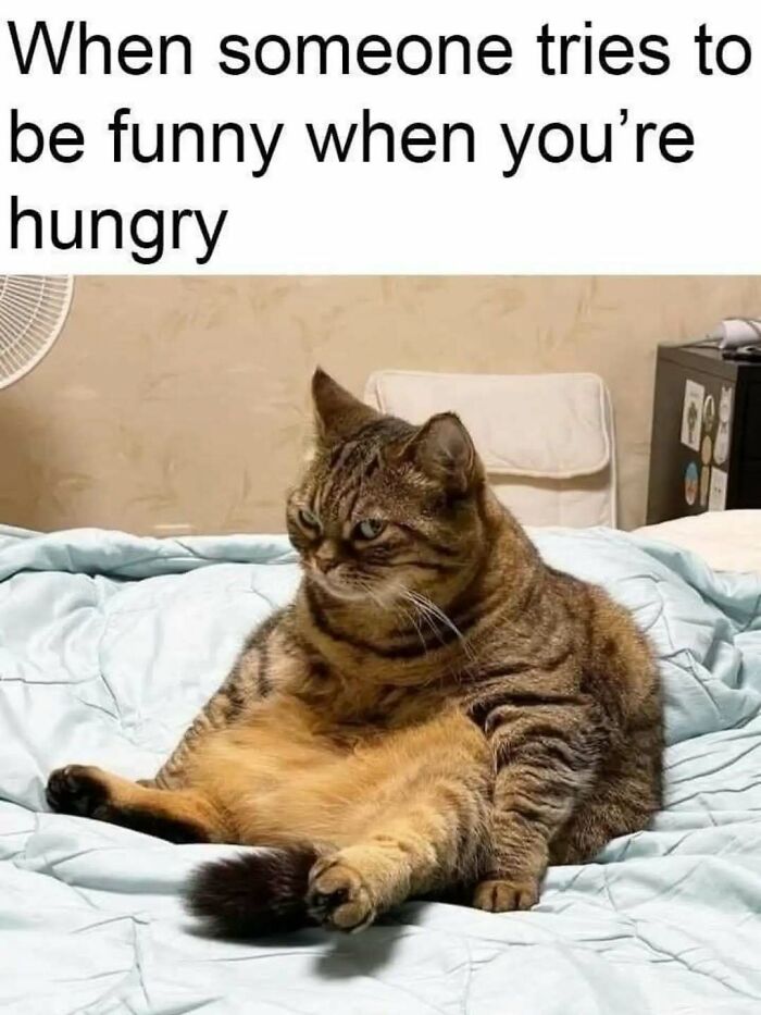 These Animal Memes Are So Funny You'll Forget Your Problems