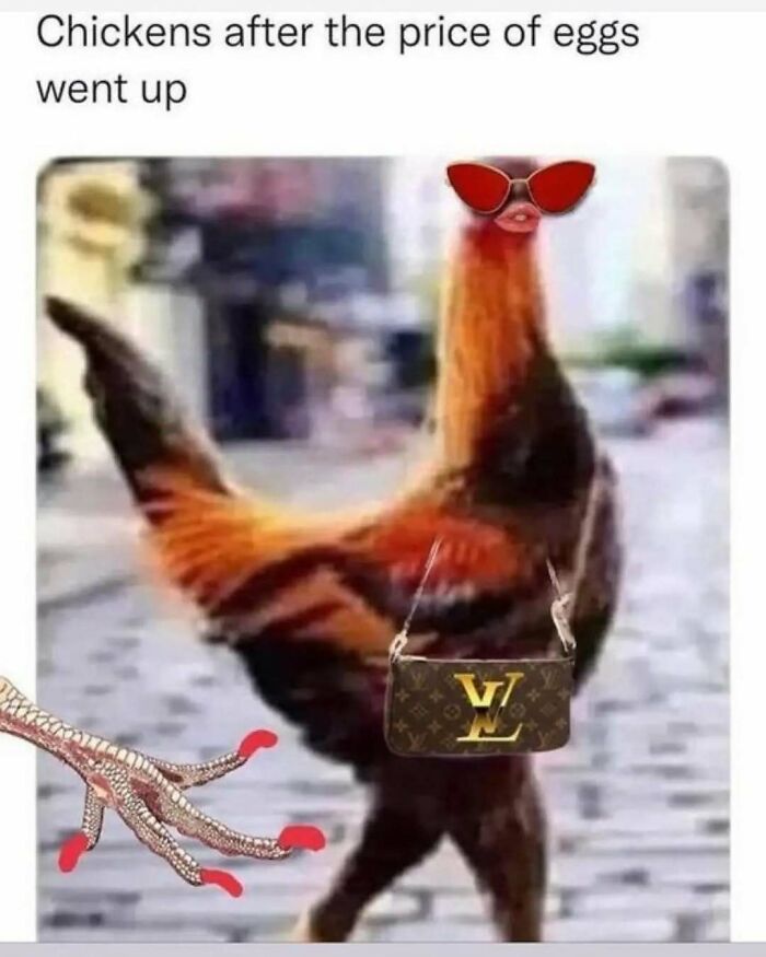 These Animal Memes Are So Funny You'll Forget Your Problems