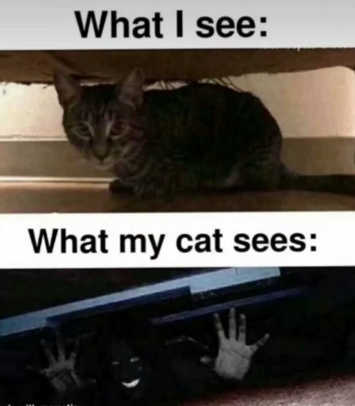 These Animal Memes Are So Funny You'll Forget Your Problems