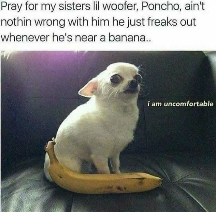 These Animal Memes Are So Funny You'll Forget Your Problems