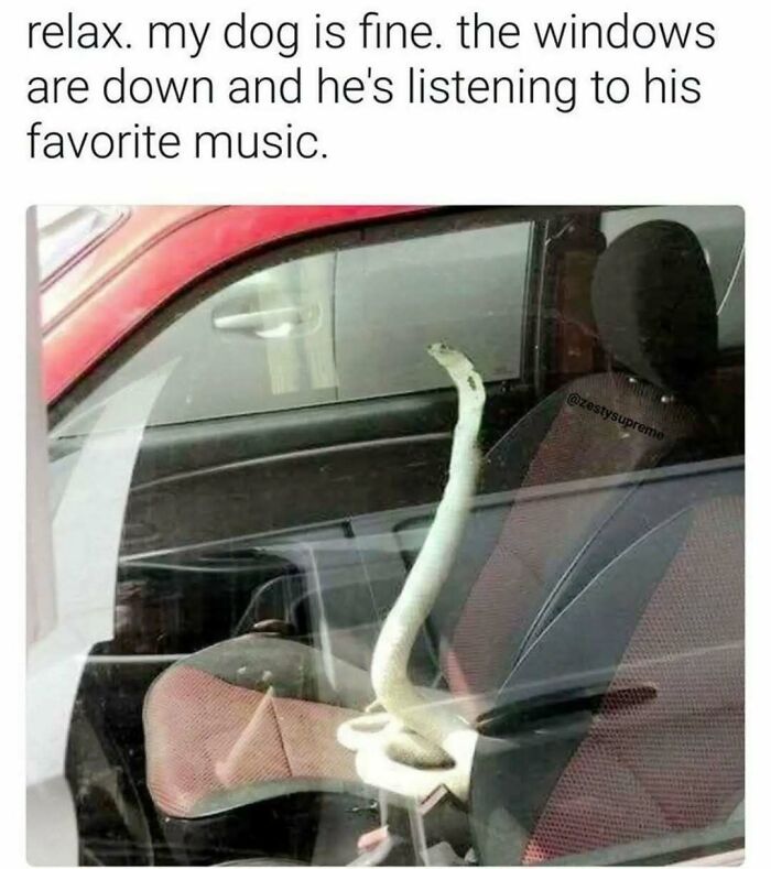 These Animal Memes Are So Funny You'll Forget Your Problems