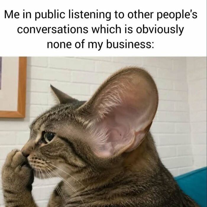 These Animal Memes Are So Funny You'll Forget Your Problems