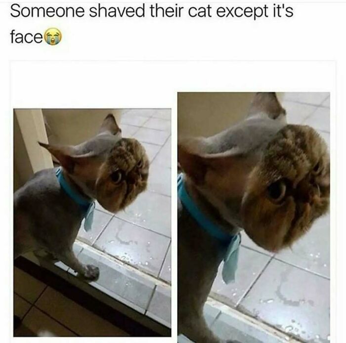 These Animal Memes Are So Funny You'll Forget Your Problems