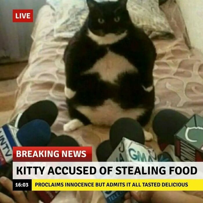 These Animal Memes Are So Funny You'll Forget Your Problems