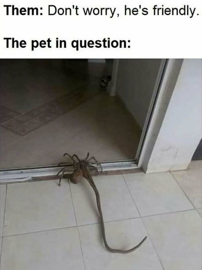 These Animal Memes Are So Funny You'll Forget Your Problems