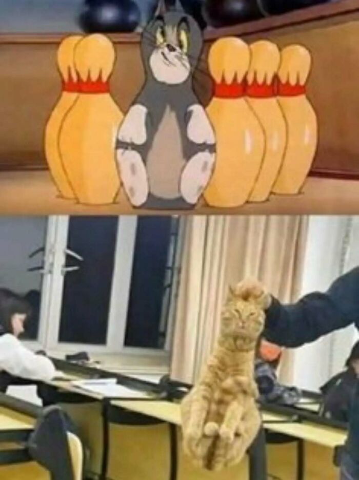 These Animal Memes Are So Funny You'll Forget Your Problems