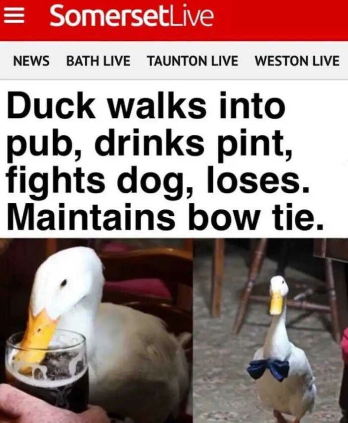 Name This Duck!
