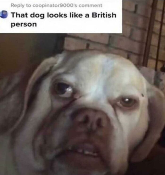 If This Dog Could Talk, What’s the Gossip?