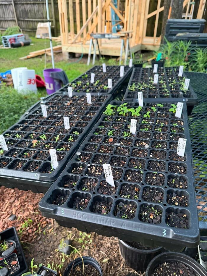 I Grow & Sell Native Plants In My Backyard Because Why Not?