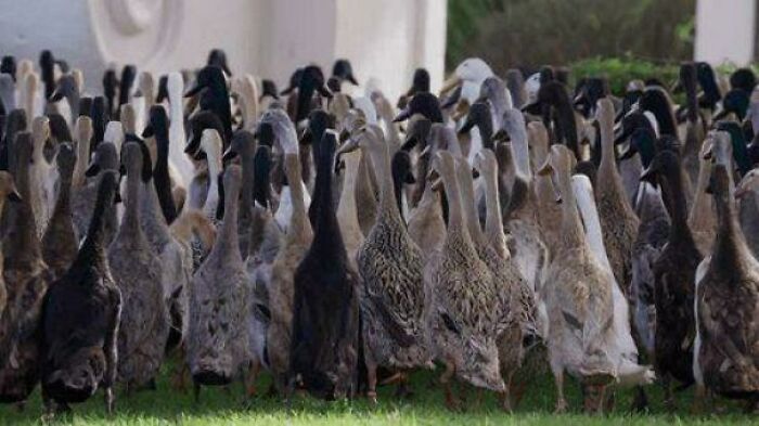 I Make $400 Every Weekend Renting My Ducks To Vineyards For Pest Control