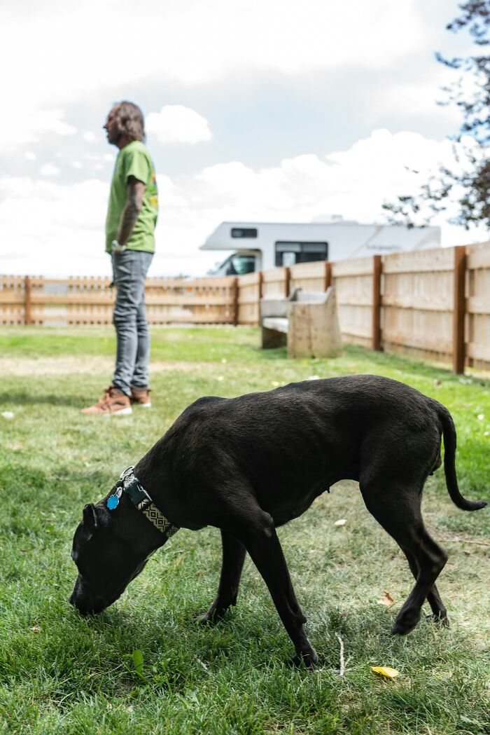 I Rent My Backyard To Neighbors For Their Dogs For $10 An Hour