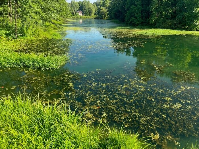 Charging $400 An Hour To Drain Sludge Out Of Fancy HOA Koi Ponds